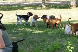 Grauer_RLPS_Bild_P_Gerlach_image012