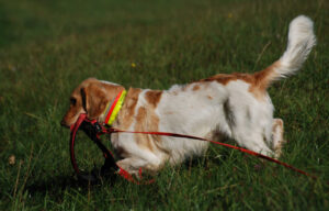 Wachtelhund Dax Indiana