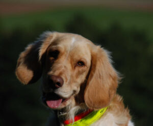 Wachtelhund Dax Indiana